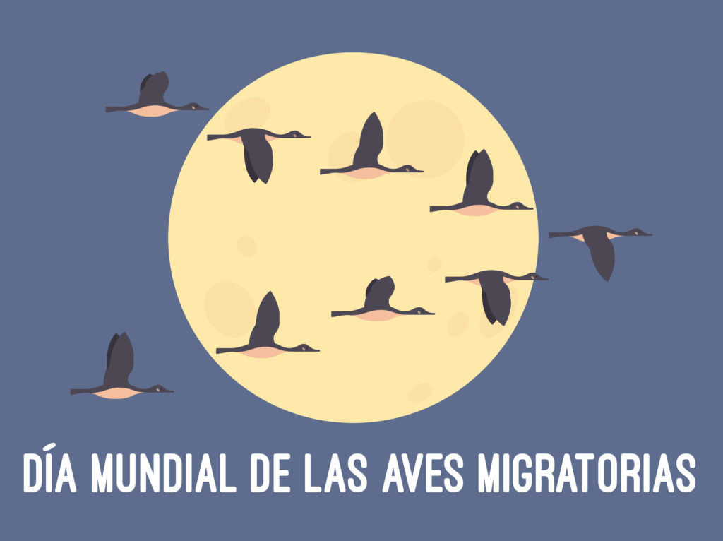 Día Mundial de las Aves Migratorias Fundación Biodiversidad