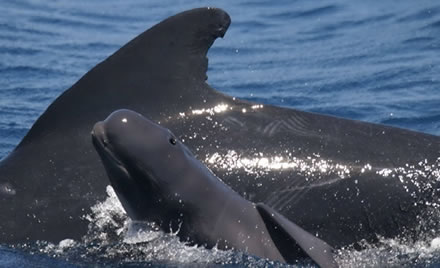 CETÁCEOS EN EL MEDITERRÁNEO NOROCCIDENTAL