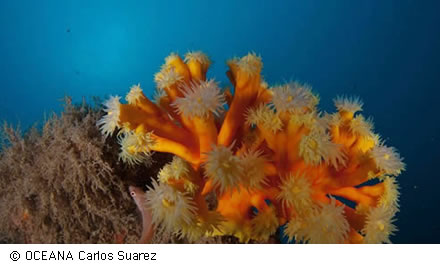 ESTUDIO DE LOS FONDOS MARINOS DEL GOLFO DE CÁDIZ PARA LA AMPLIACIÓN DEL PARQUE NACIONAL DE DOÑANA