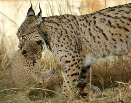 ACTUACIONES DE CONSERVACIÓN DEL LINCE IBÉRICO