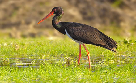 PROYECTO LIFE+ CONSERVACIÓN DE LA BIODIVERSIDAD EN EL OESTE IBÉRICO: RESERVA DE CAMPANARIOS DE AZABA
