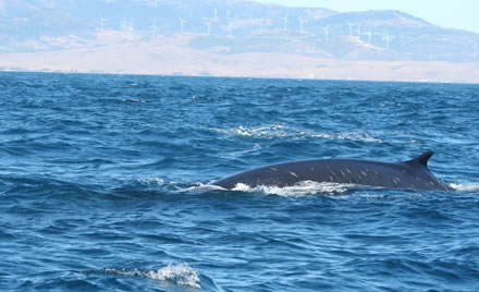 CONSERVACIÓN DE ESPECIES DE CETÁCEOS MIGRADORAS EN EL MEDITERRÁNEO PENINSULAR