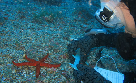 XVI SIMPOSIO IB&Eacute;RICO DE ESTUDIOS DE BIOLOG&Iacute;A MARINA