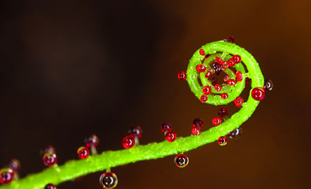 EXPOSICIÓN LA BIODIVERSIDAD EN ESPAÑA