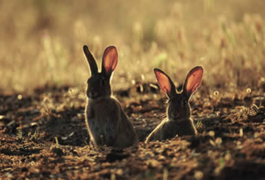 vacuna del conejo contra la mixomatosis