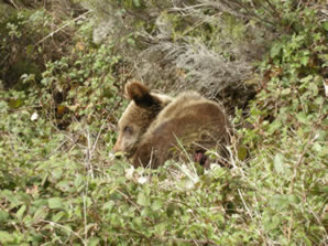 Fundación Oso Pardo