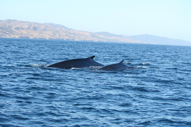 CIRCE. Rorcuales en el Estrecho de Gibraltar