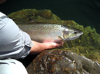 Devolviendo el salmón al río