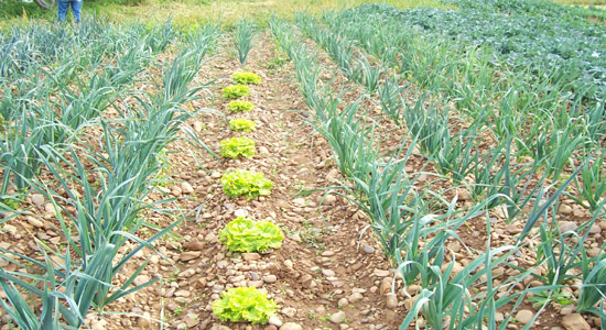 Un huerto ecológico con plantas de lechugas y cebollas