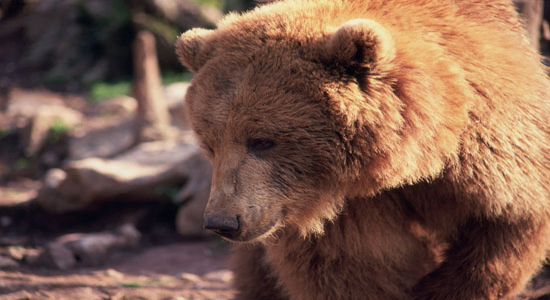 Un ejemplar de oso pardo