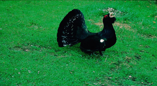 Macho de urogallo común en celo, cantando