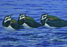 The Biodiversity Forum hosts two exhibitions on the Rio Tinto and the birds of the Cathedral and the Alhambra