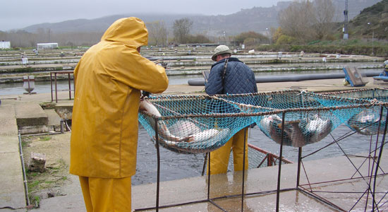 Dos trabajadores de una piscifactoría recogiendo peces