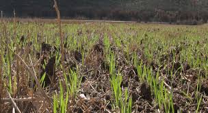 Brotes verdes de un campo sembrado