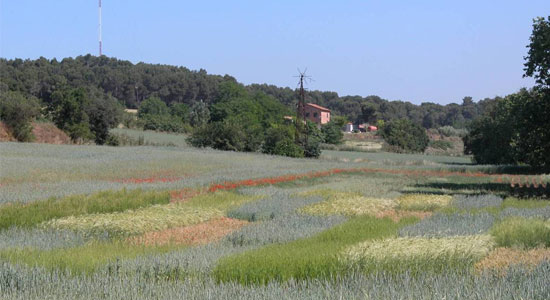Paisaje agrícola con diversos tipos de cultivos en primer plano y caseríoo al fondo