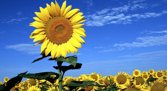Una flor de girasol sobresaliendo de un campo de girasoles