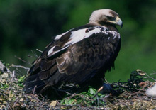 The Iberian Imperial Eagle Conservation Program Taking Flight launches the Network of Schools for the Imperial Eagle