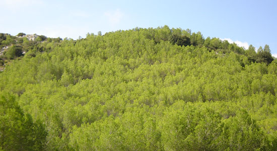 Paisaje de un espeso pinar