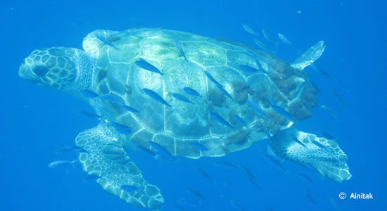 Un ejemplar de tortuga boba fotografiado en el mar de Alborán