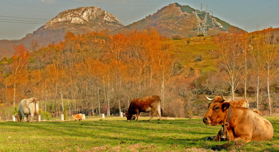 Vacas pastando en un cercado con paisaje otoñal y montañas al fondo