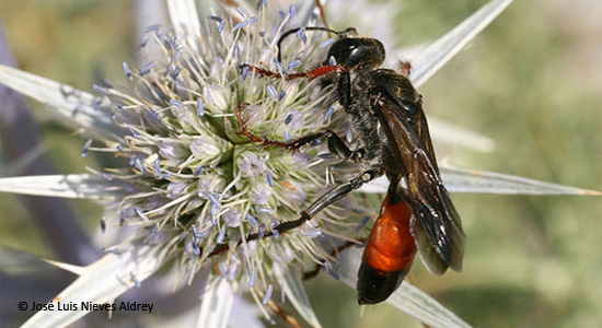 Una avispa de la arena de banda roja sobre una flor de cardo