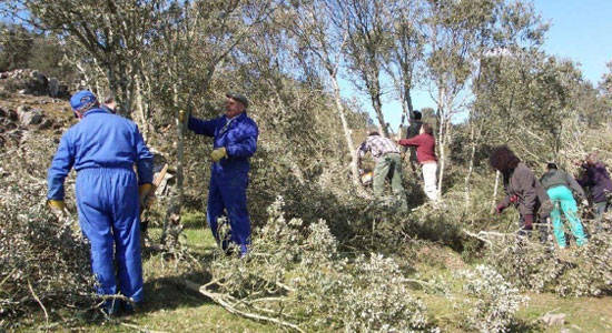 Un grupo de voluntarios en las labores de limpieza y poda de árboles