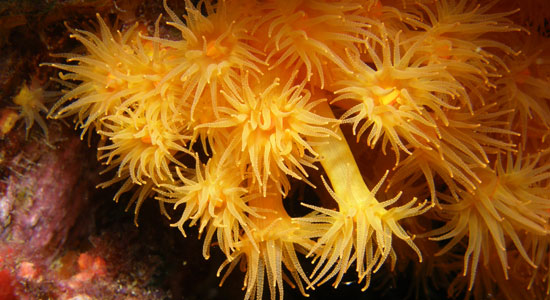 El coral anaranjado (Astroides calycularis) fotografiado en el fondo marino
