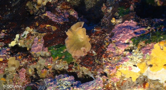 El fondo marino balear fotografiado por la Fundación Oceana en su expedición
