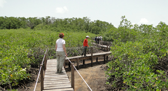 Visitantes del Parque Nacional de Orango caminando por una pasarela de madera