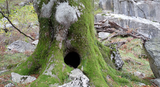 Imagen de un tronco de árbol centenario con musgo