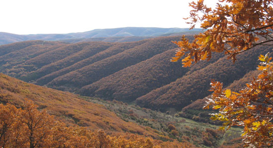 Paisaje otoñal en un bosque pireanico