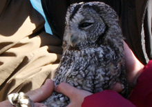 Wildlife rehabilitation project results presented