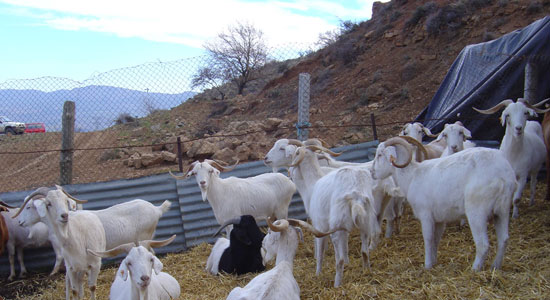 Cabras catalanas en su corral en la III Jornada de la cabra catalana en Vilanova de Meià