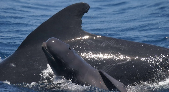Conservación de las poblaciones de calderón común en el Mediterráneo español