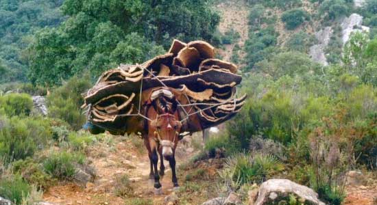 Un burro transportando cortezas de corcho