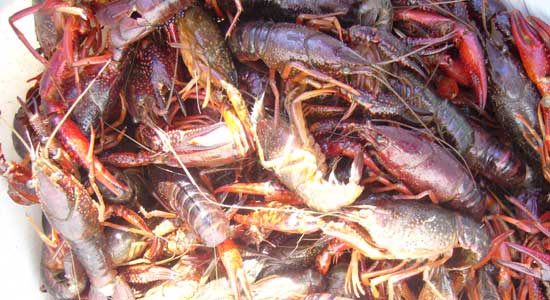 Ejemplares de cangrejo rojo capturados por los pescadores de la Asociación de Pescadores El Banzao en la cuenca del río Narcea