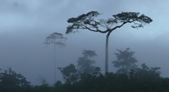 Paisaje de pinos entre niebla