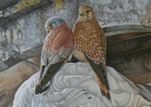 An exhibition shows the work of ten artists on the lesser kestrel in the Cathedral of Seville