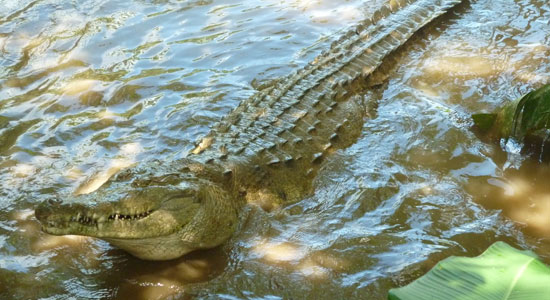 Un ejemplar de cocdrilo del Orinoco en la orilla