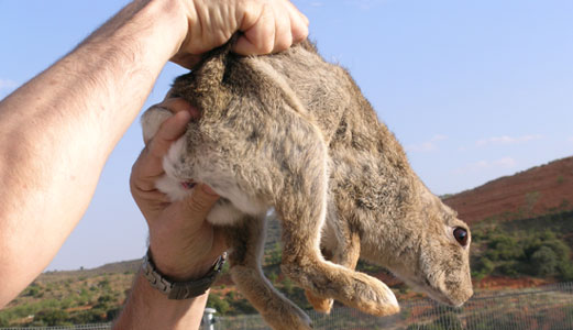 Un veterinario examinando un ejemplar del conejo de monte