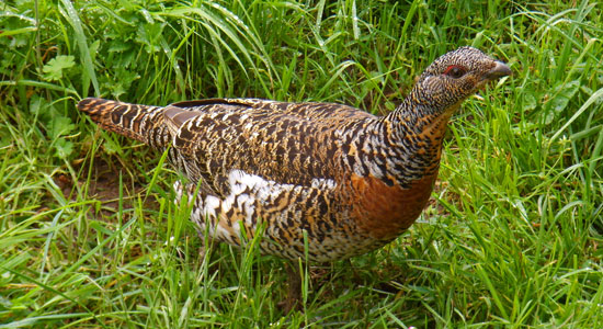 Un ejemplar de urogallo hembra entre la hierba