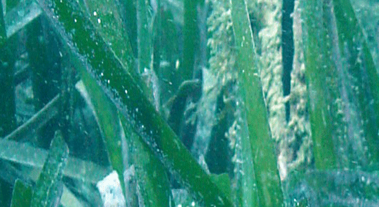 Posidonia oceanica fotografiado en el fondo marino