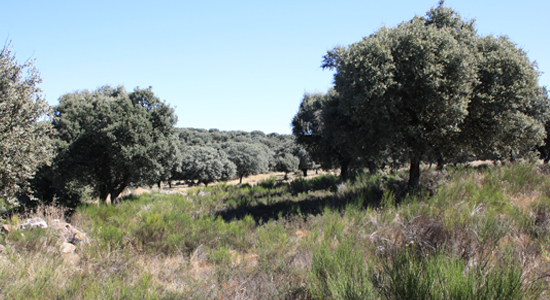 Paisaje de un encinar