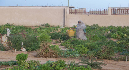 Una mujer realiza trabajos de riego en su huerto en Nouadhibou, Mauritania