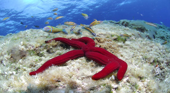 Una estrella de mar foftografiado en el fondo marino