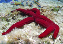 The exhibition “Marine biodiversity: a treasure that we must protect” is presented in Gijón