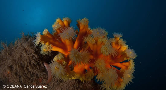 Anémonas fotografiadas en el fondo marino