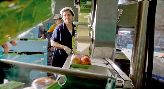 Operarias en una línea de producción de envasado de productos agrícolas