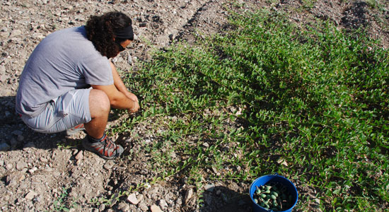 Un voluntario recogiendo semillas