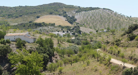 Paisaje con árboles frutales y monte al fondo